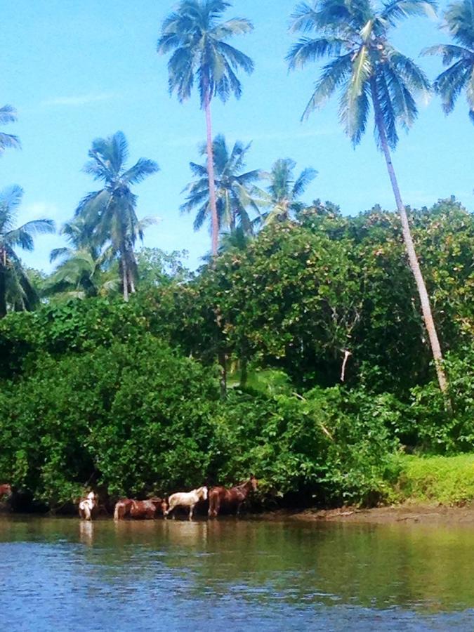 Naveria Heights Lodge Savusavu Buitenkant foto